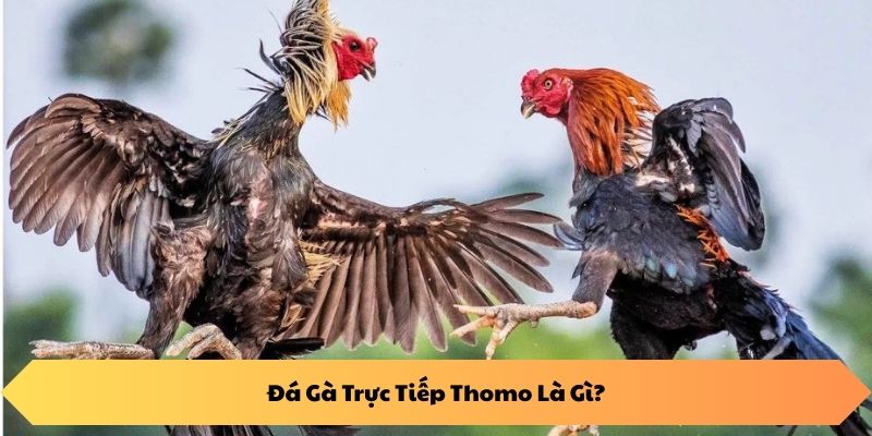 Đá Gà Trực Tiếp Thomo Là Gì?