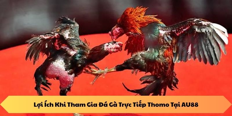 Lợi Ích Khi Tham Gia Đá Gà Trực Tiếp Thomo Tại AU88